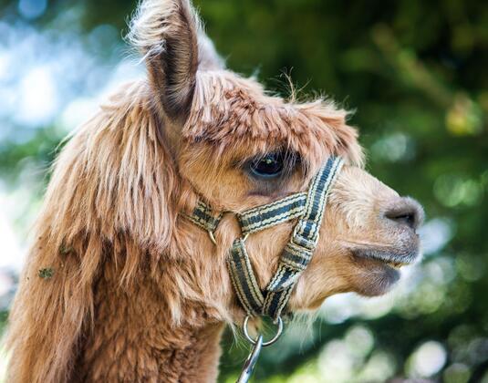 Family Day -  Alpaca Trekking with Gold- &  Gemstone search