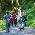 Family Day- Alpaca Trekking with Gold and Gemstone search