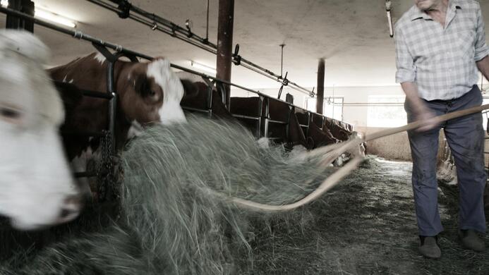 Ein Landwirt f&uuml;ttert K&uuml;he mit frischem Heu in einem Stall. Die Atmosph&auml;re ist l&auml;ndlich und gepr&auml;gt von landwirtschaftlicher Arbeit.